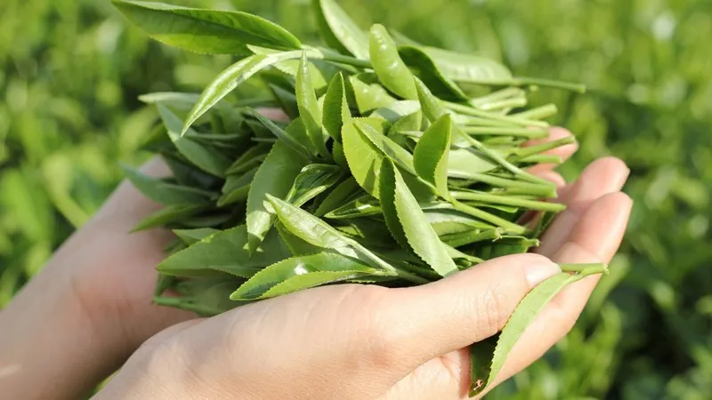 Những lá trà xanh tươi xanh, nguồn dồi dào EGCG chống oxy hóa, lý tưởng để tự chế xịt khoáng chống lão hóa.