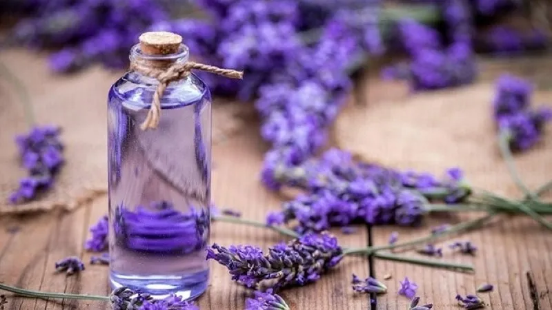 Cành hoa oải hương tím lãng mạn, tinh dầu từ hoa này được dùng để làm xịt khoáng giảm viêm và thư giãn.