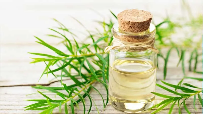 Lọ tinh dầu tràm trà và lá trà xanh, nguyên liệu cho xịt khoáng tự chế giúp giảm mụn viêm.