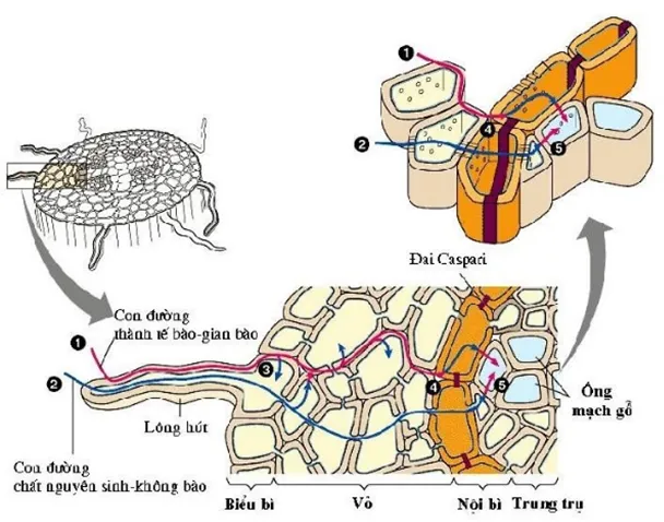 2 con đường đi của nước và muối khoái - sự hấp thụ nước và muối khoáng ở rễ cây