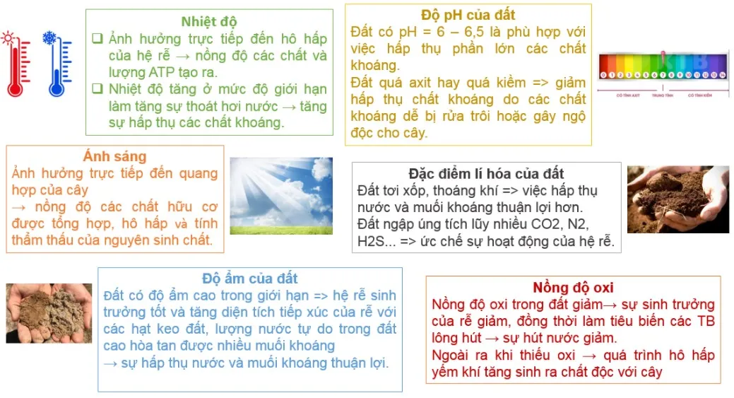 Ảnh hưởng của môi trường đến quá trình hấp thụ nước và muối khoáng của rễ