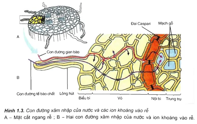 Lý thuyết cơ chế hấp thụ nước và muối khoáng ở rễ cây với hai con đường chính