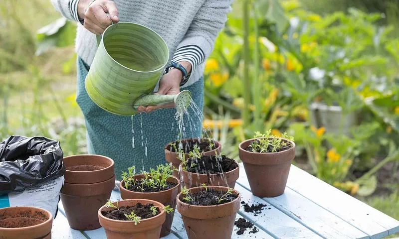 Nước mưa có sạch không? Uống nước mưa có an toàn cho sức khỏe không? 3
