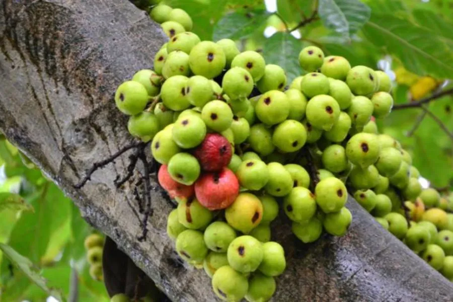 Lợi ích sức khỏe khi sử dụng quả sung đúng liều lượng