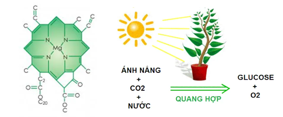 Hình ảnh lá cây xanh tươi cho thấy vai trò của Magie trong diệp lục và quá trình quang hợp