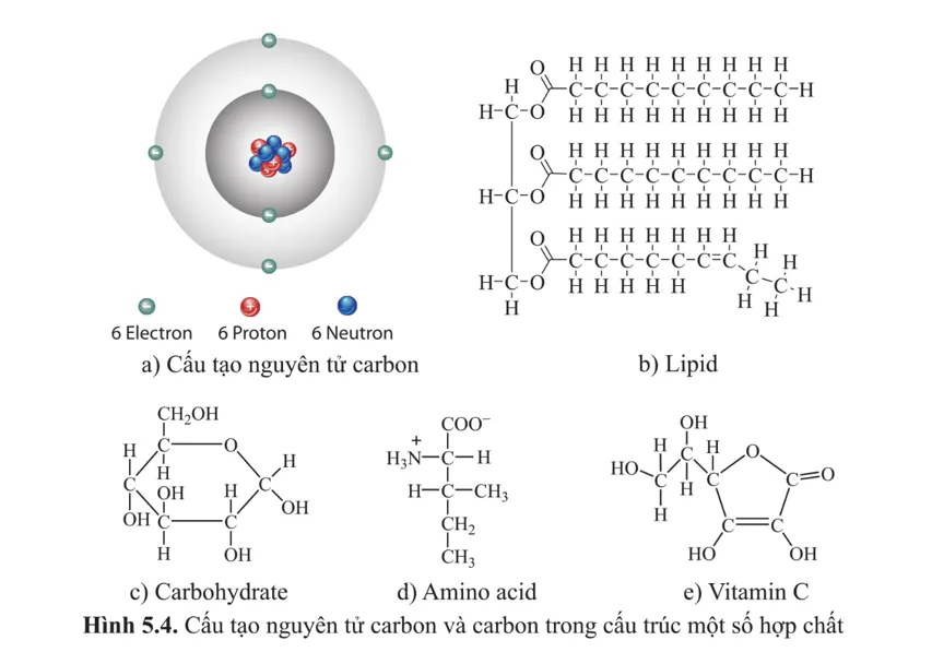 Sơ đồ minh họa cấu trúc của bốn loại phân tử sinh học chính: protein, lipid, carbohydrate, axit nucleic