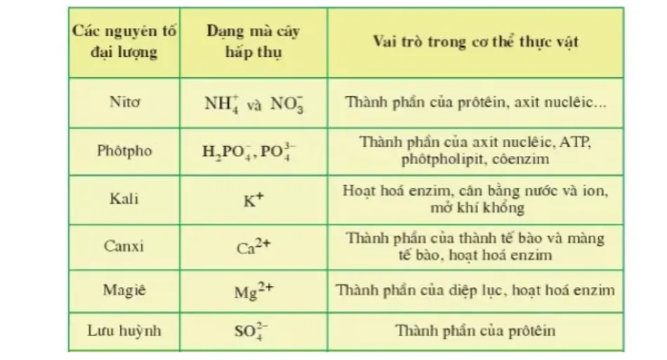 Bảng liệt kê vai trò của các nguyên tố đa lượng khác nhau đối với sự phát triển của thực vật, qua đó thể hiện tầm quan trọng của chúng đối với sự sống