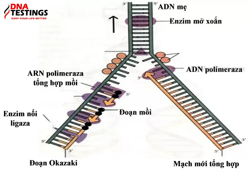 Cấu trúc và hình dạng của enzim ADN Polimeraza