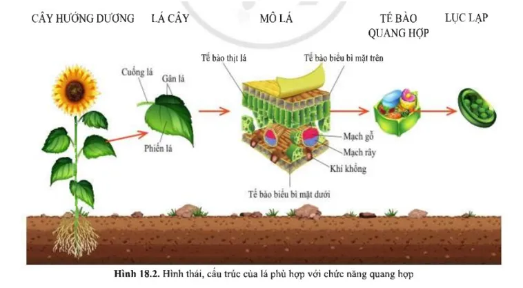 Cấu tạo các bộ phận của lá cây