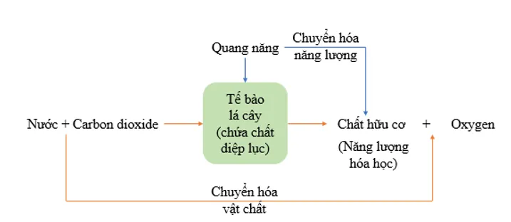 Sơ đồ thể hiện mối quan hệ giữa trao đổi chất và chuyển hóa năng lượng ở lá cây
