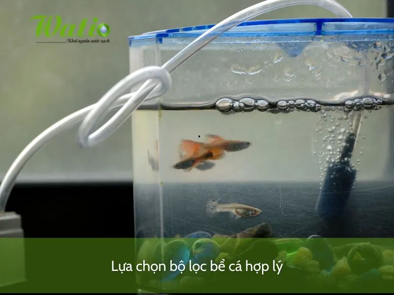 Hệ thống lọc nước được lắp đặt trong bể cá