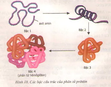 Minh họa 4 cấp độ cấu trúc của protein từ bậc 1 đến bậc 4