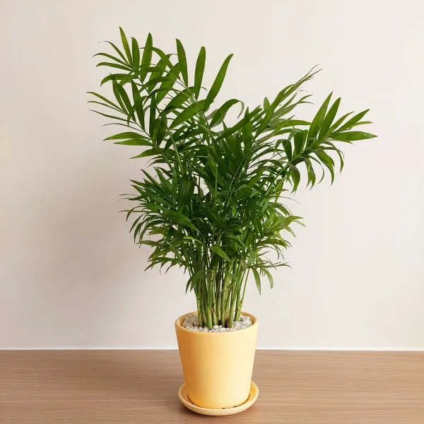 Cau Tiểu Trâm mang vẻ đẹp nhiệt đới cho ngôi nhà