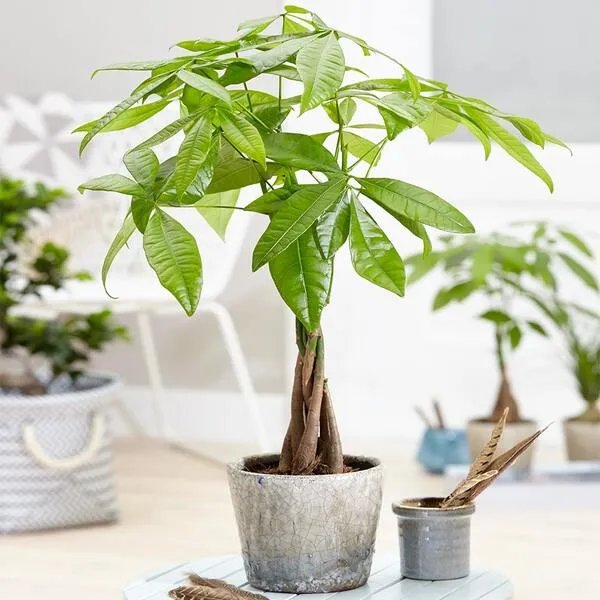 Cây Kim Ngân với dáng bện độc đáo, biểu tượng thịnh vượng