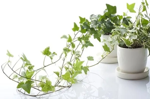 Cây Thường Xuân lá ngôi sao, lọc nấm mốc