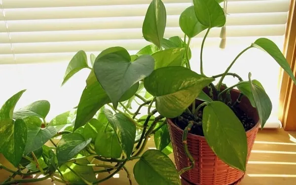 Cây Trầu Bà dễ trồng với lá hình trái tim