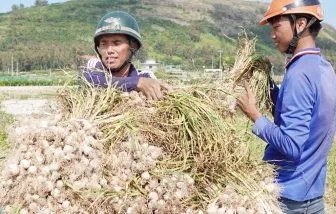 Những cánh đồng tỏi xanh mướt trên Đảo Lý Sơn