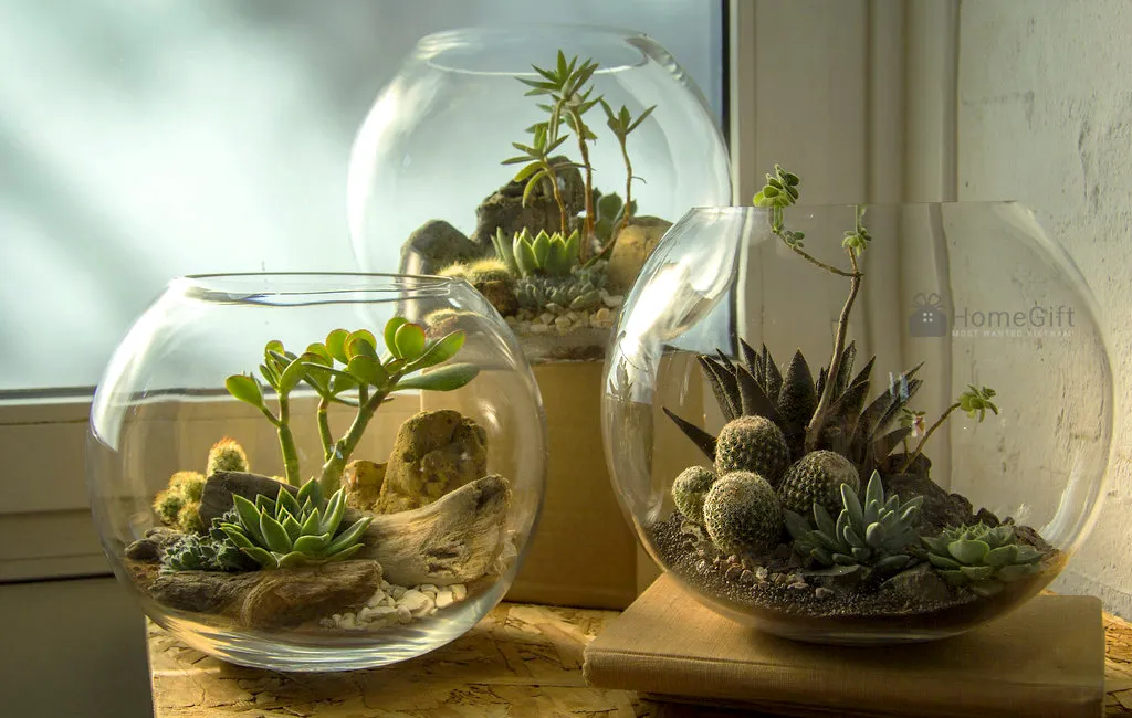 Thực vật CAM trở thành loại cây phổ biến trong nghệ thuật terrarium