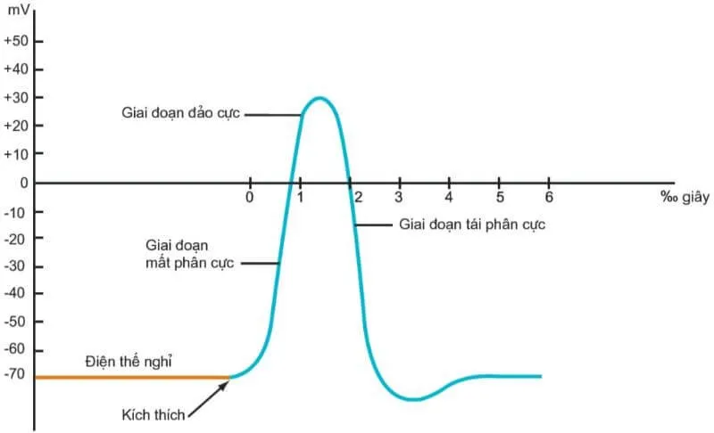 Điện thế nghỉ hoạt động với quá trình biến đổi điện thế
