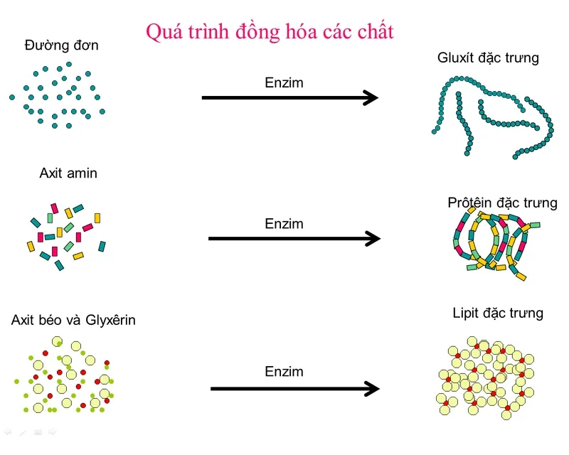 Cơ chế tổng hợp phân tử lớn từ các thành phần nhỏ trong cơ thể