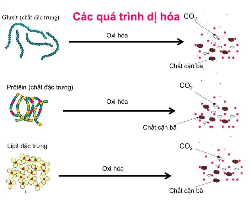 Sự phân hủy phân tử phức tạp thành đơn giản để tạo năng lượng