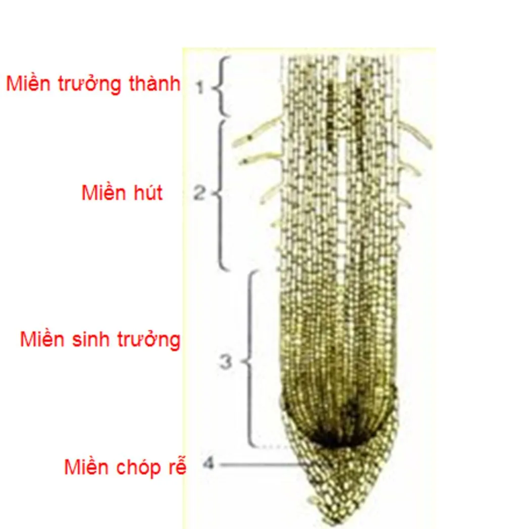Cấu tạo cơ bản của rễ và sự hấp thụ nước, muối khoáng ở rễ cây