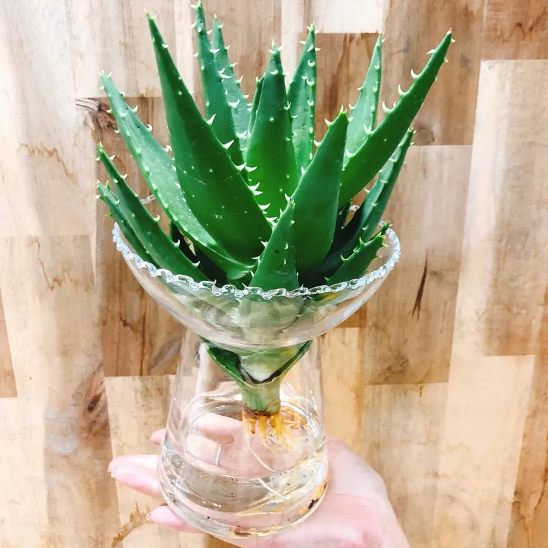 Cây lô hội được sử dụng để hỗ trợ chữa bệnh gan nhiễm mỡ