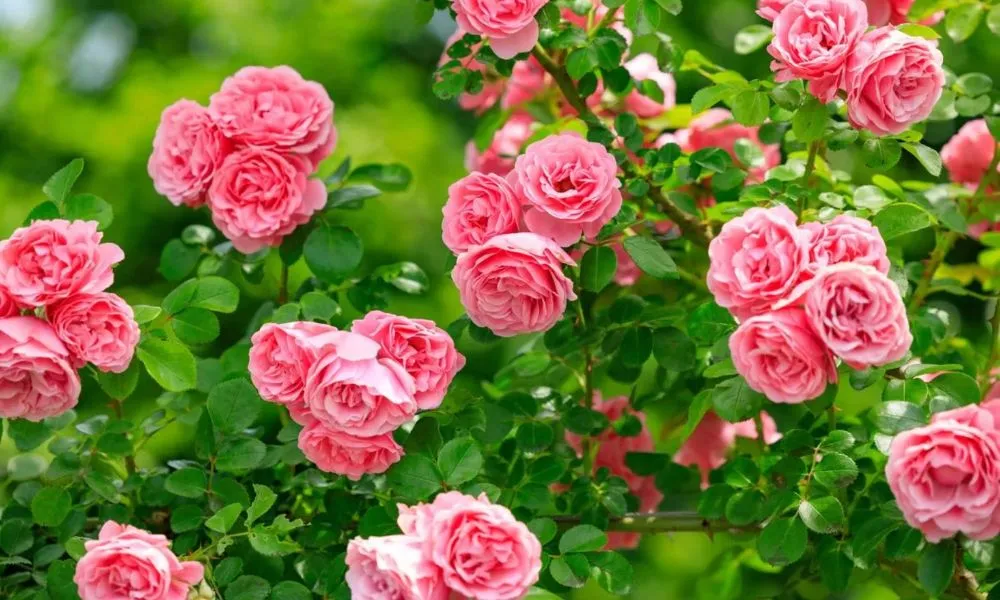 Hoa hồng nở vào mùa nào? Thời điểm hoa hồng nở tại Việt Nam