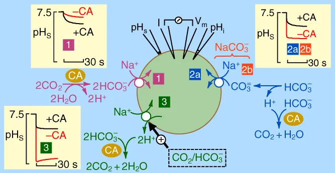 Mô hình tế bào và các cơ chế vận chuyển ion kiềm-acid được nghiên cứu