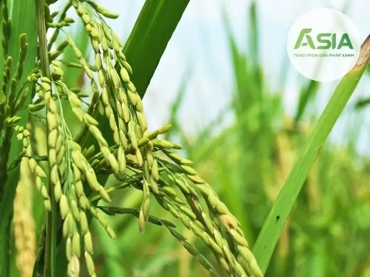 Cánh đồng lúa vàng óng trong giai đoạn chín