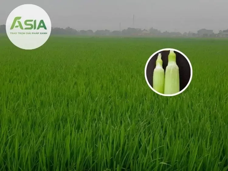 Ruộng lúa vào giai đoạn làm đòng, chuẩn bị trổ bông