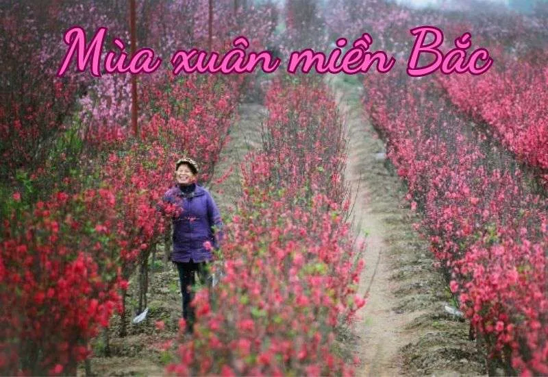 Khung cảnh mùa xuân ở miền Bắc với thời tiết ấm áp, dễ chịu