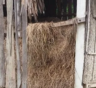 Rơm rạ để ủ thành phân rác