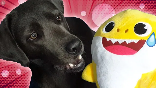Cá mập con được gọi là "pup" trong tiếng Anh, tương tự chó con