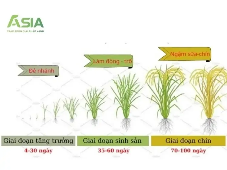 Tổng quan các giai đoạn phát triển của cây lúa