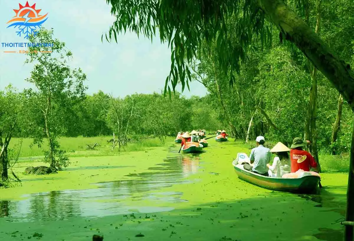 Hệ sinh thái rừng ngập mặn xanh tốt, lọc sạch không khí và nguồn nước
