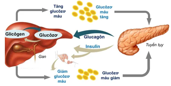 Hình ảnh câu hỏi trắc nghiệm về lưới nội chất trơn
