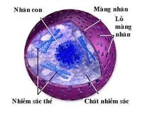 Sơ đồ câu hỏi trắc nghiệm về nhân tế bào nhân thực
