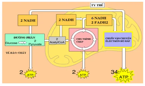 Ti thể là bào quan sản xuất năng lượng ATP trong tế bào