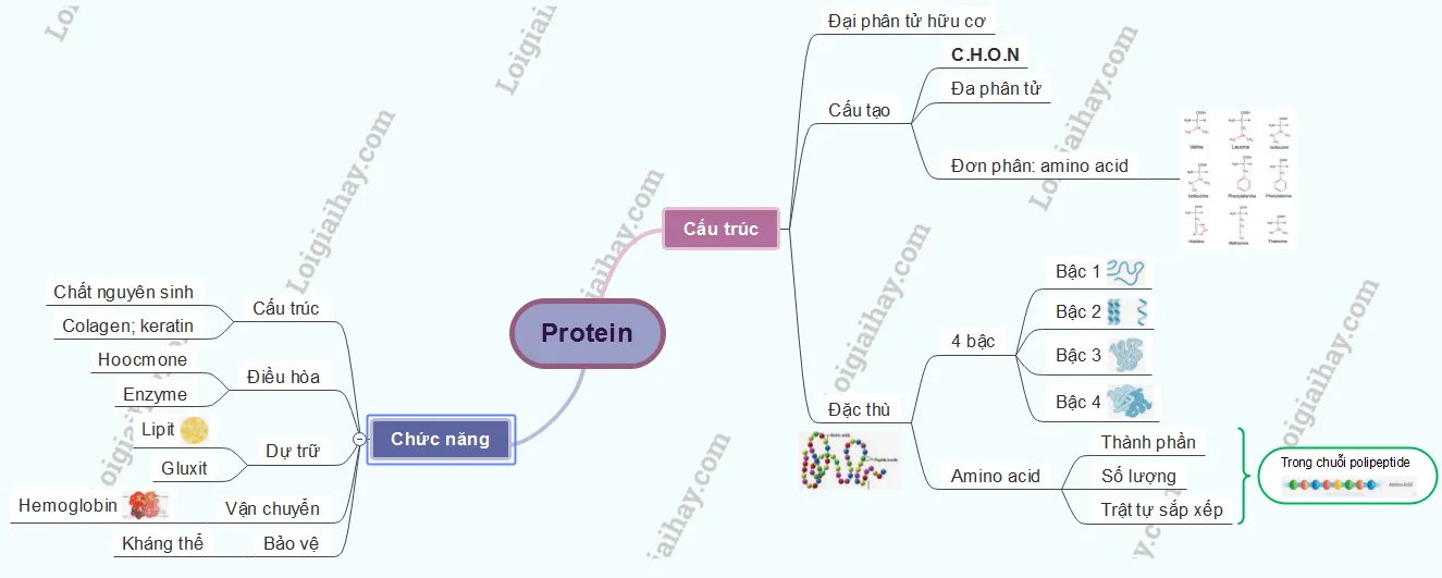Sơ đồ tư duy tổng hợp các thông tin chính về protein