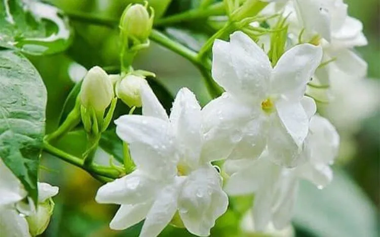 Hoa lài trắng tinh khôi với mùi hương dịu nhẹ