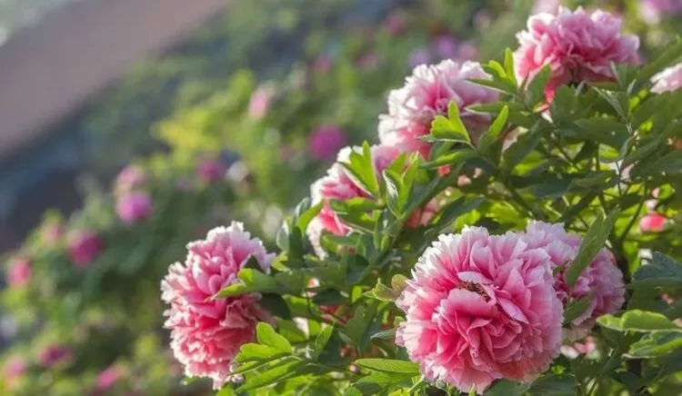 Hoa mẫu đơn với vẻ đẹp quý phái, tượng trưng cho giàu sang