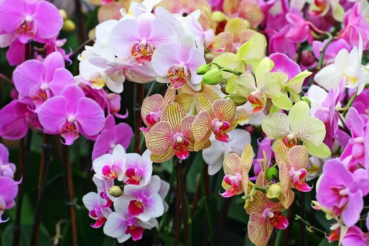 Hoa lan tinh tế và quý phái trong sắc trắng
