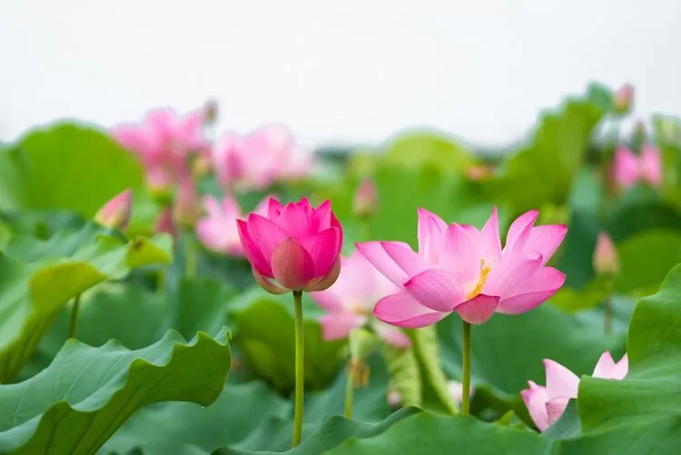 Hoa sen thanh khiết vươn lên từ bùn lầy