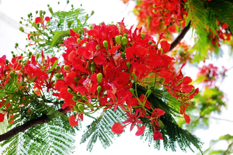 Hoa phượng vĩ đỏ rực, biểu tượng của tuổi học trò