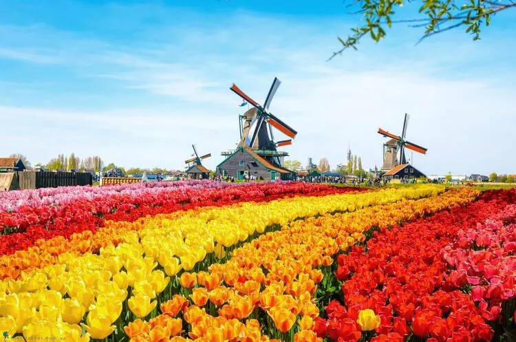 Hoa Tulip khoe sắc với vẻ đẹp hoàn mỹ