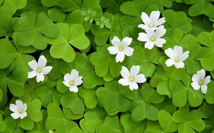 Cỏ bốn lá mang lại may mắn và hạnh phúc