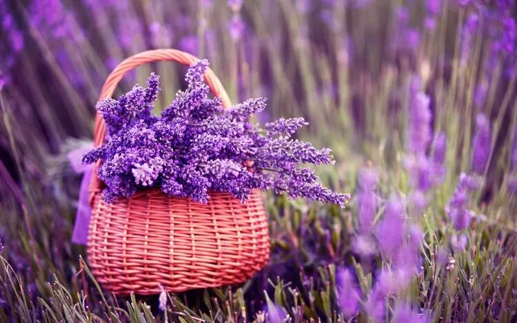Hoa Lavender với hương thơm dịu mát giúp thư giãn