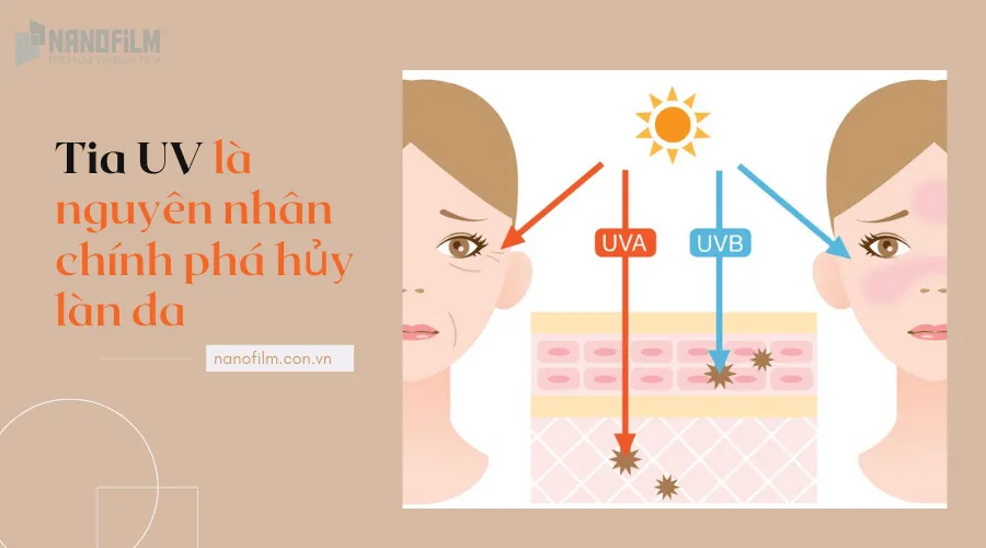 Tác động của tia tử ngoại lên da