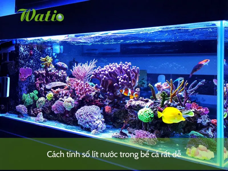 Minh họa cách tính số lít nước trong bể cá bằng công thức